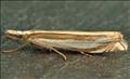 1294 (63.081) Crambus pascuella